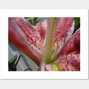 Beautiful photograph of lily flower Posters and Art